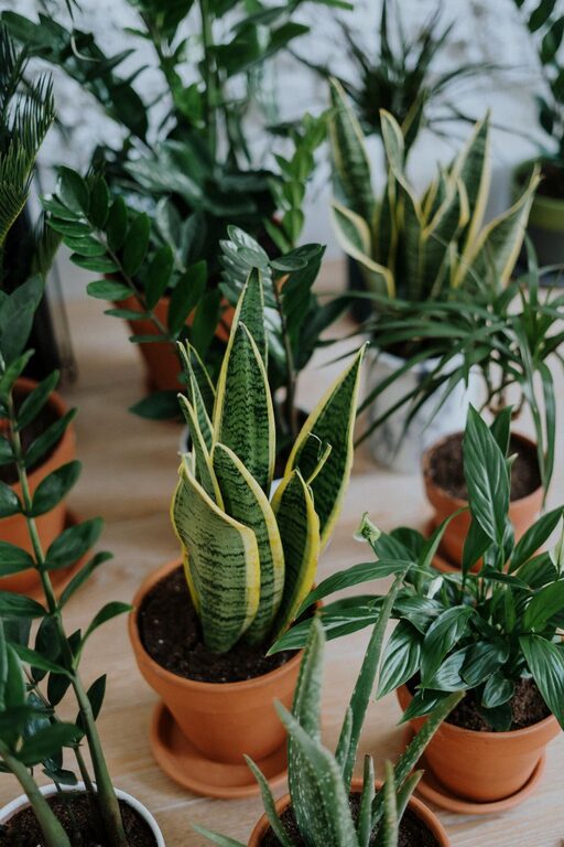 Enhancing Your Home: Benefits of Indoor Plants for Decor and Air Quality